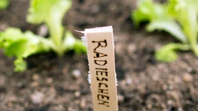 Und das soll ich sein?