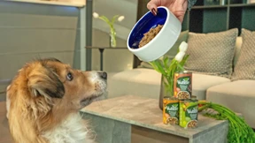 Hunde fressen nun vegan