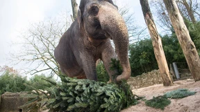 Wilhelma verfüttert Weihnachtsbäume an Elefanten & Co