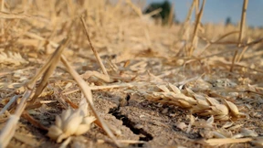 Getreide wird nächstes Jahr teurer