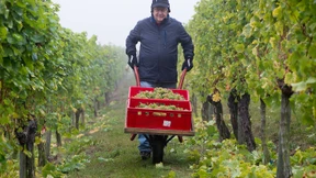 Weinlese auf Hessens nördlichstem Weinberg