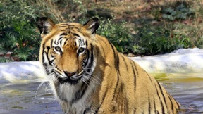 Zwei Tiger in niederländischem Dorf entlaufen 