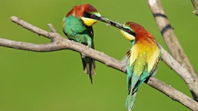 Was macht der Bienenfresser am Kaiserstuhl?