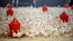 „Den Menschen fehlt einfach das Geld fürs Bio-Huhn“