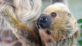 Faultier aus Halle kommt ins Guinness-Buch