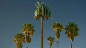 Diese Bäume funken mit 5G