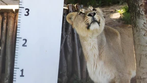 Mit diesem Trick misst man Löwen 