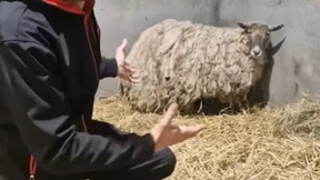 „Einsamstes Schaf Großbritanniens“ von Steilküste gerettet