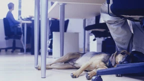 Der Kollege mit der kalten Schnauze