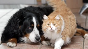 Das ist der beliebteste Name bei Hund und Katz’