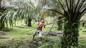 Indien will in großem Stil Palmöl anbauen