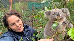 Neues Leben im Eukalyptusbaum