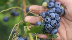 Darauf kommt es beim Einkauf von Beeren an