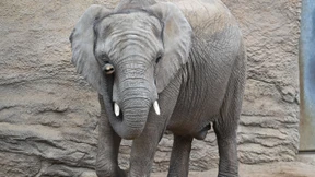 Elefantenbaby im Opel-Zoo geboren