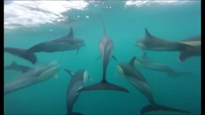 Delfine im Ärmelkanal gesichtet