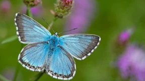 Forscher fordern mehr Schutzgebiete für Insekten