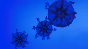 Die größte Quallenzucht Europas ist in Hessen