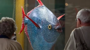 Erster warmblütiger Fisch entdeckt