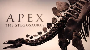 Megasammler kauft Saurier