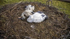 Viele Jungstörche überlebten den Sommer nicht