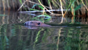 Ode an die Karotte oder Wie alles mit allem zusammenhängt
