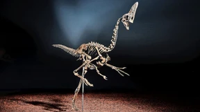 Der nächste Popstar aus der Urzeit