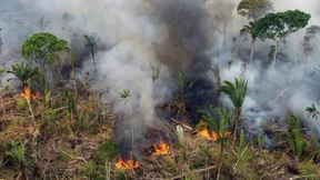 Der Wald der Verbrecher