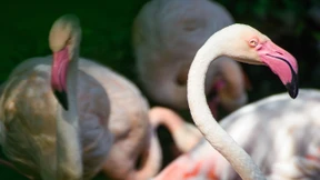 Flamingo Ingo ist tot, der älteste Bewohner des Berliner Zoos