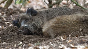Ungebetene borstige Gäste im Vorgarten