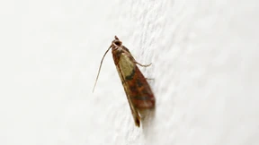 Tod den Lebensmittelmotten