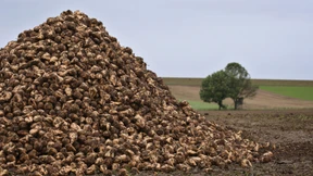England will Anbau genetisch veränderter Pflanzen erleichtern