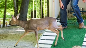 Reh „Bambi“ wird zum Problem für Wildpark