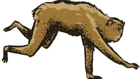 Die Affen rasen durch den Wald