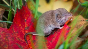 Mehr Todesfälle durch Bornavirus als bisher bekannt