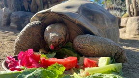 Die älteste Zoobewohnerin ist tot