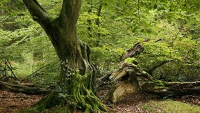 Walküre für junge Eichen