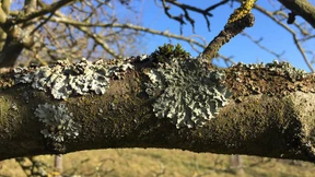 Flechten liefern seit Jahrzehnten wichtige Umweltdaten