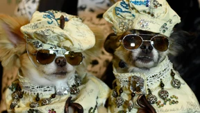 Mit Hunden lässt sich haufenweise Geld verdienen