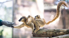 Lemuren und Feldhamster vom Aussterben bedroht