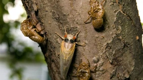 Amerikas großes Krabbeln