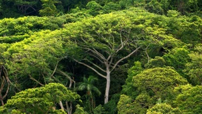 Minister Müller setzt auf Waldschutz für das Klima