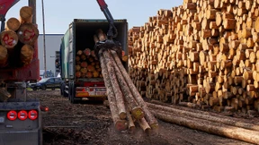 Deutsches Holz für die Welt