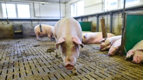 Kommt die Gefahr stets aus dem Stall?