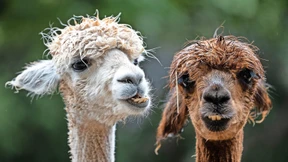 „Äpfel wachsen nicht bei Rewe in der Tüte“