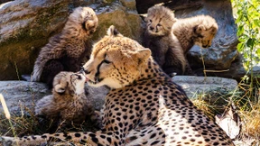 Sechs Geparden-Babys im Opel-Zoo