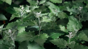 Bäume aus dem Labor