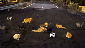 Verschnaufpause für zurückgelassene Katzen