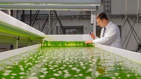 Energie aus Stroh, Algen und Haushaltsabfällen