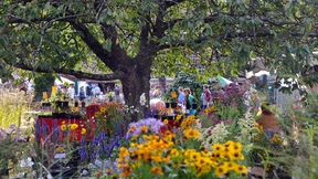 Außergewöhnliche Pflanzen und Border Collies