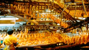 Hilfe, ein Hähnchen aus Amerika!